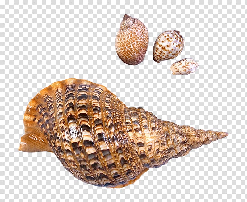 Seashell Gastropod shell , seashell transparent background PNG clipart