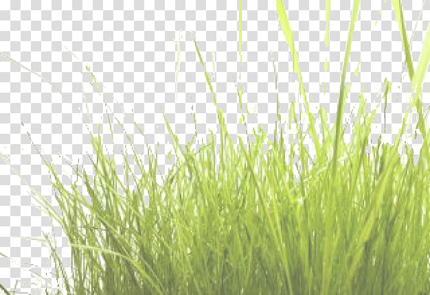 green grass illustration, Grass, Grass transparent background PNG clipart