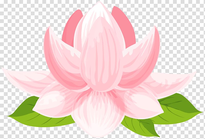 Sacred Lotus Portable Network Graphics graphics, water lily transparent background PNG clipart