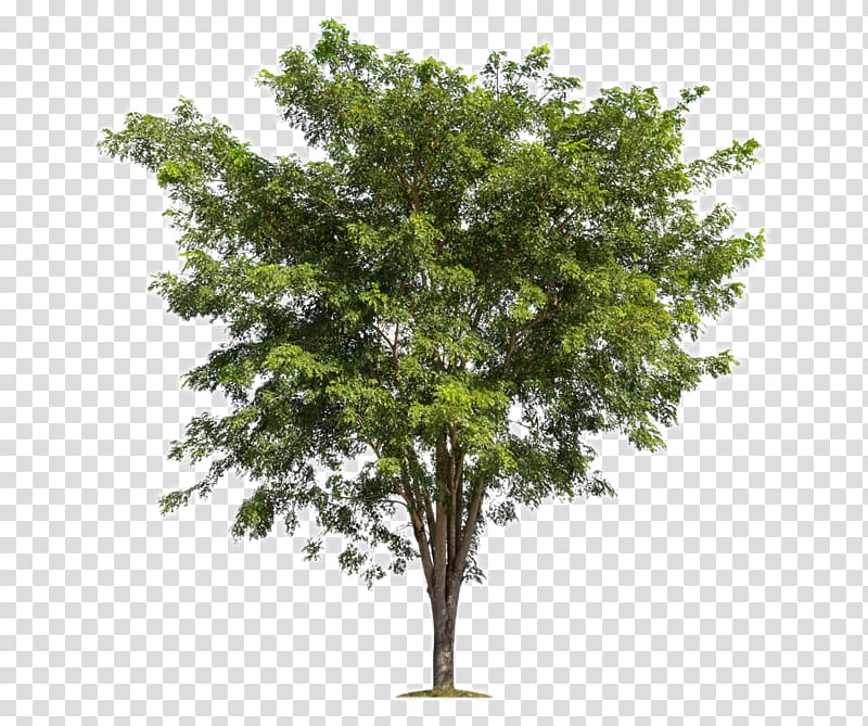lush trees transparent background PNG clipart