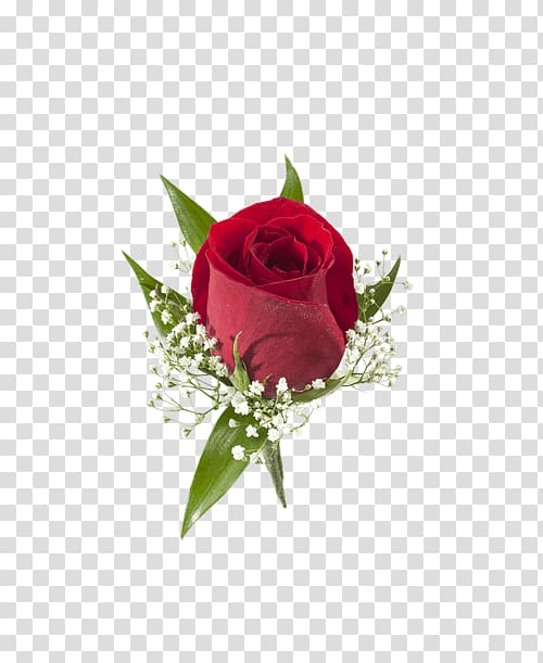 Garden roses Cabbage rose Cut flowers Boutonnière, flower transparent background PNG clipart