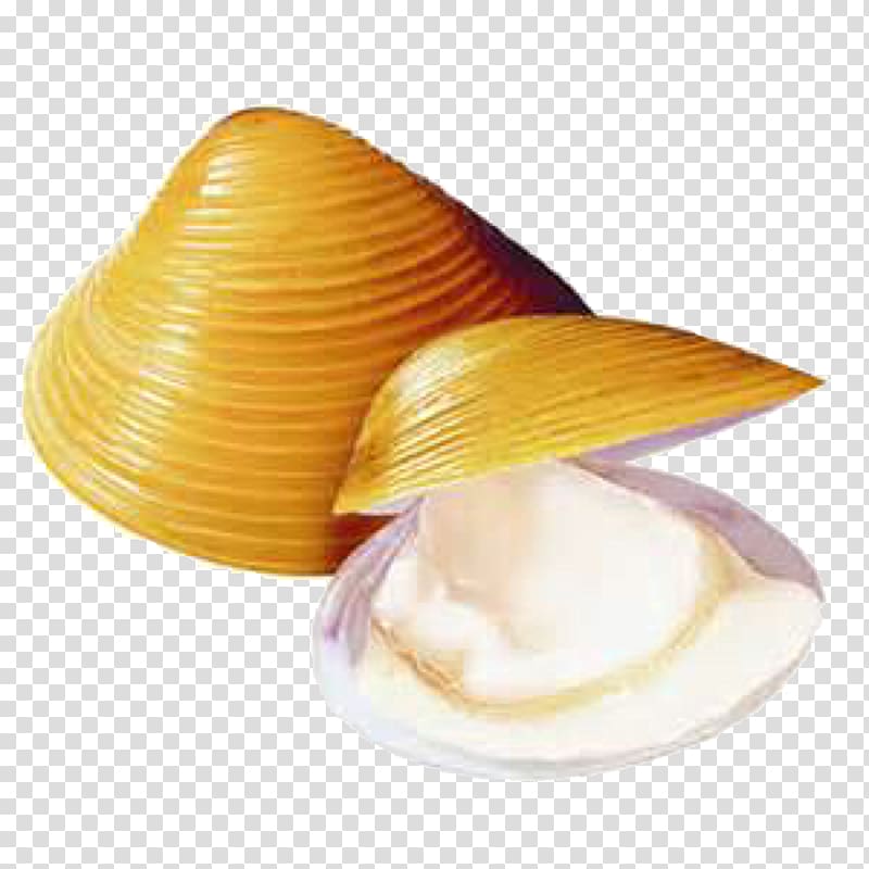 Clam Oyster Cockle Corbiculidae Kuwana, cartoon clam transparent background PNG clipart