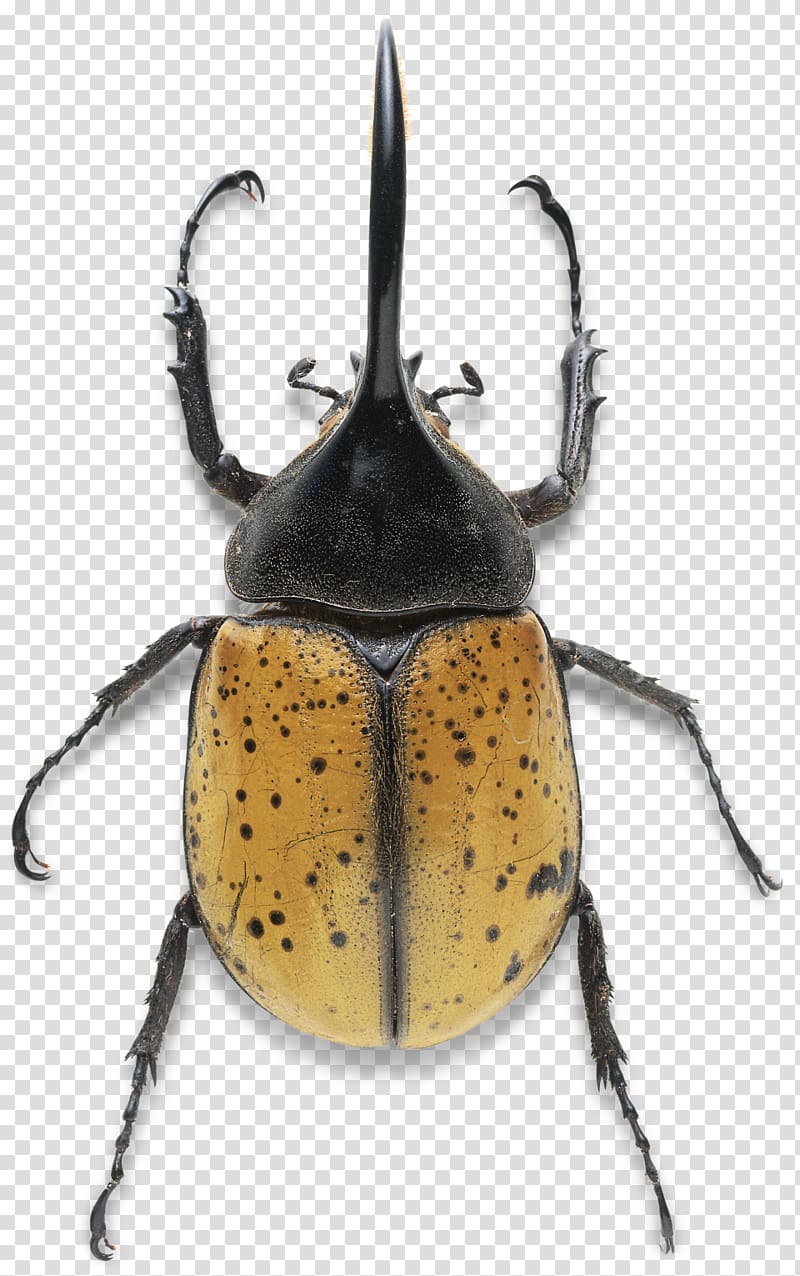 Hercules beetle Dynastes tityus Dung beetle Stag beetle, toucan transparent background PNG clipart