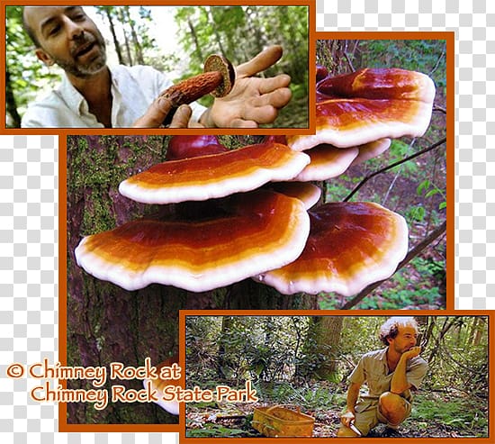 Lingzhi mushroom Edible mushroom Food No Taste Like Home, wild mushrooms transparent background PNG clipart