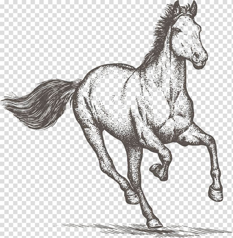 Horse Equestrian Drawing , reclaimed land transparent background PNG clipart