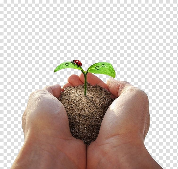 Holding a ladybug sapling transparent background PNG clipart