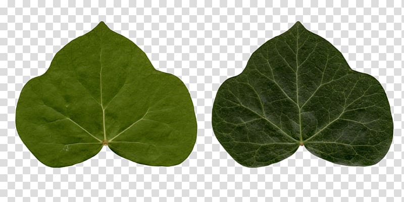 Common ivy Leaf Poison ivy Plant, leafs transparent background PNG clipart