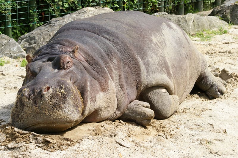 Hippopotamus Hippo: River Horse Crocodile Rhinoceros Desktop , hippo transparent background PNG clipart