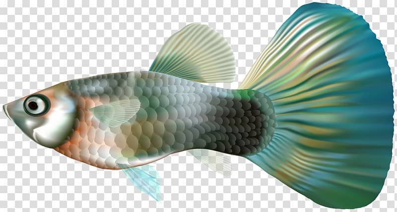 Guppy Fish , Female Guppy Fish transparent background PNG clipart