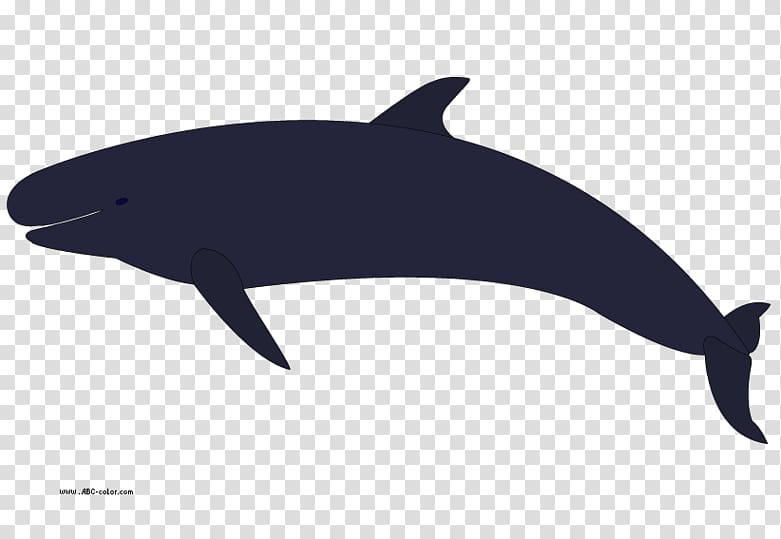 Killer whale Cetacea Humpback whale , Number 8 Whales transparent background PNG clipart