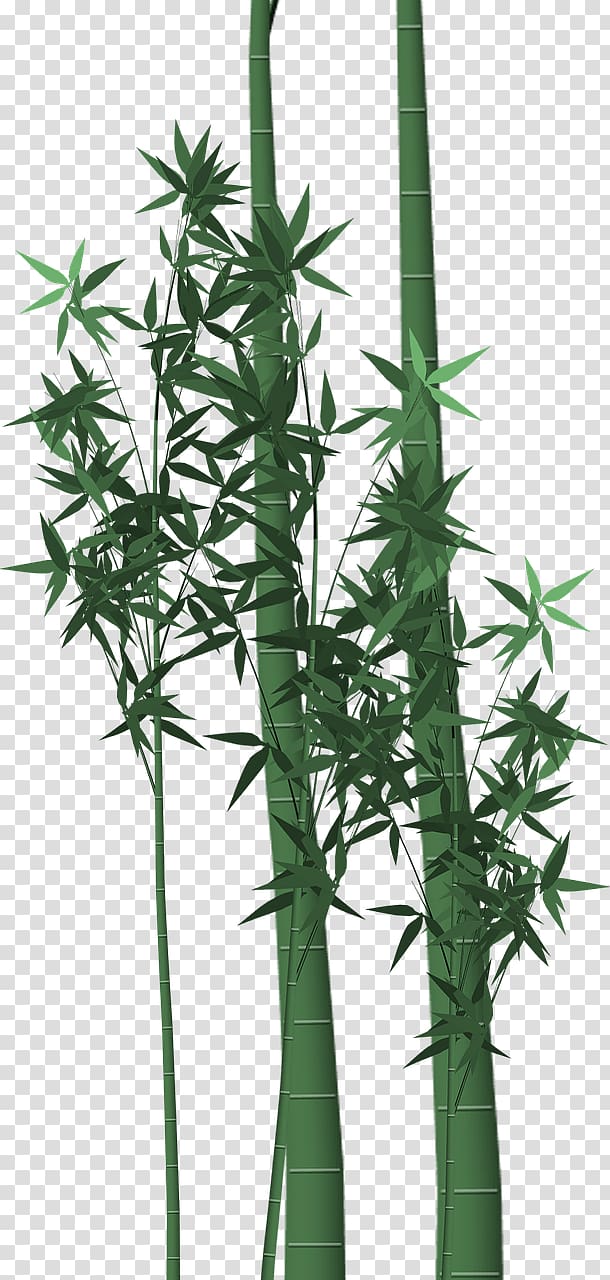 Tropical woody bamboos Plant stem Green, Leaf transparent background PNG clipart