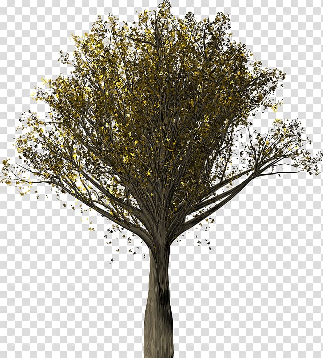 English oak Quercus velutina Tree, Autumn Oak transparent background PNG clipart