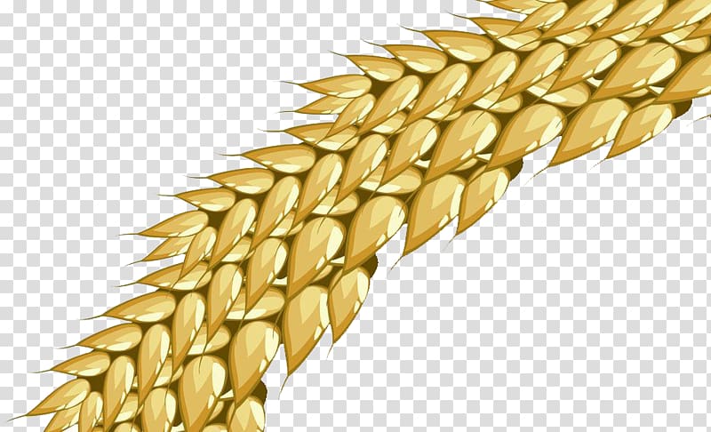 Wheat CorelDRAW, Golden ear transparent background PNG clipart