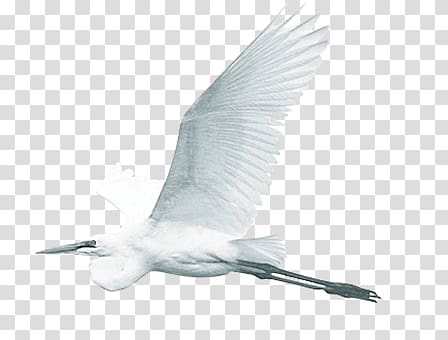 egret transparent background PNG clipart