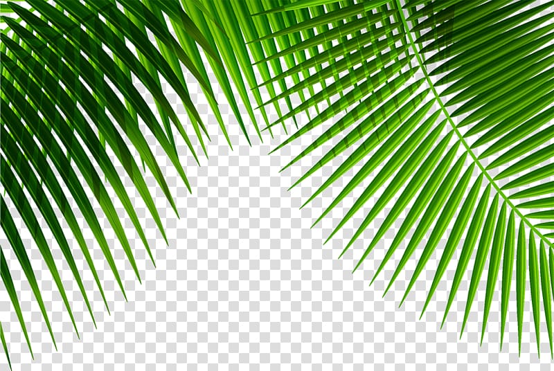green palm plant , Leaf Plant, Palm leaf transparent background PNG clipart