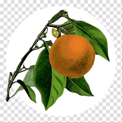 Bitter orange Mandarin orange Rangpur Tangerine Tangelo, Sweet orange transparent background PNG clipart