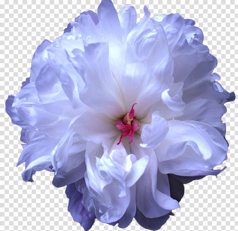 Peony Cut flowers Blue Flower bouquet, peony transparent background PNG clipart