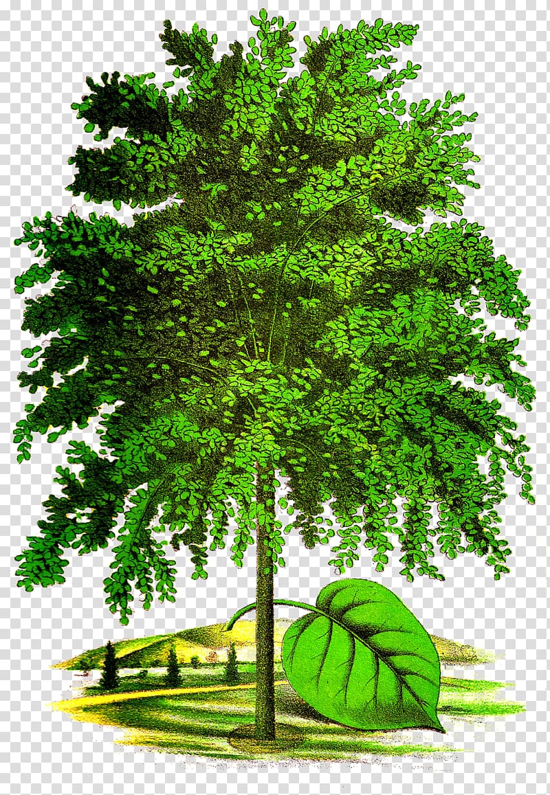 Larch Lindens Tree , Linden Tree transparent background PNG clipart