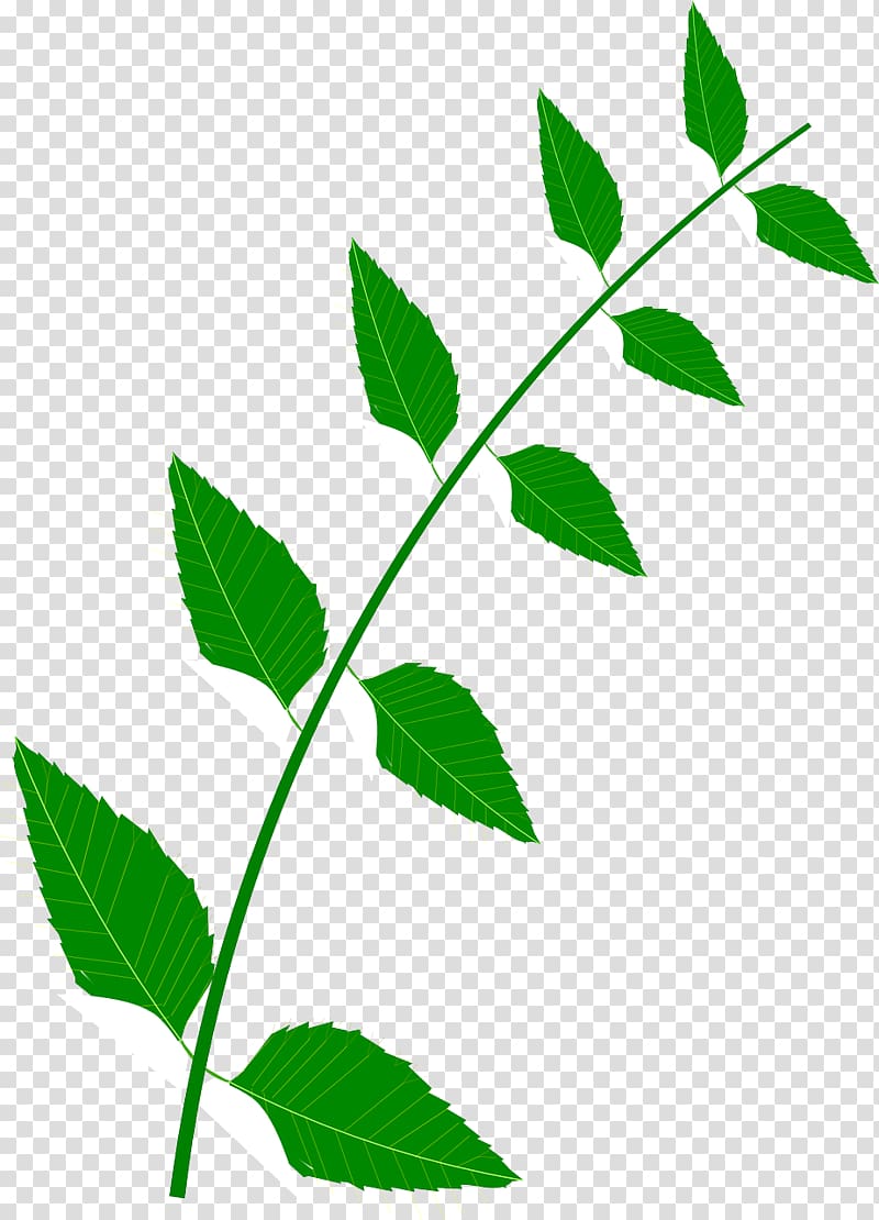 Medicine Food Medicinal plants Leaf , Leaf transparent background PNG clipart