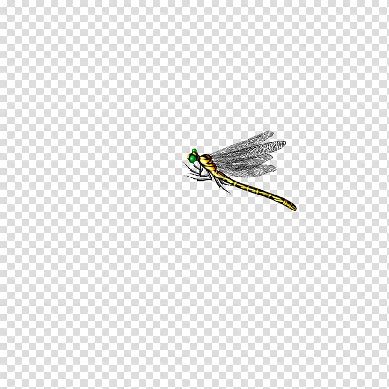 Dragonfly Insect Computer file, dragonfly transparent background PNG clipart