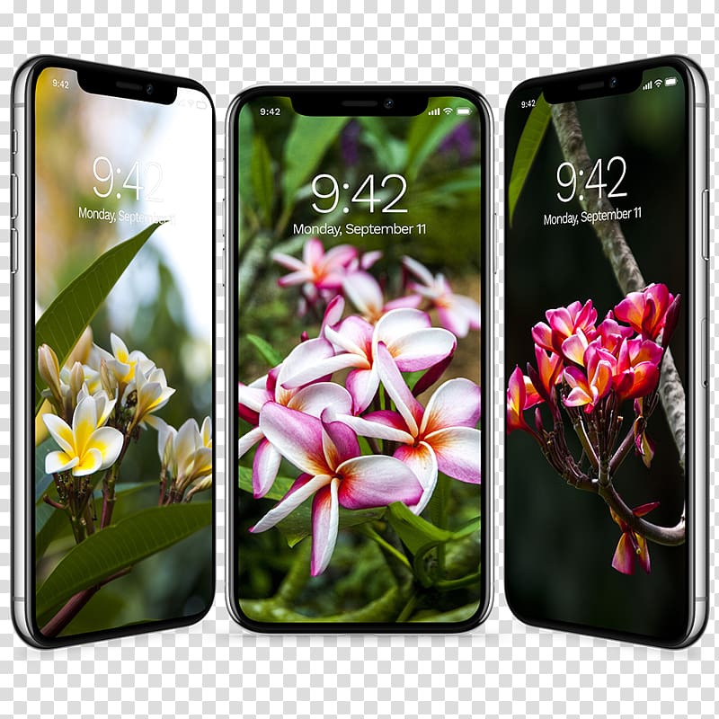 Samsung Galaxy S8+ Flower Desktop Embryophyta, flower transparent background PNG clipart