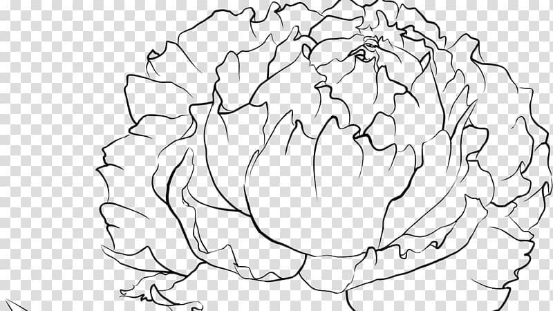 Peony Drawing Coloring book , peony transparent background PNG clipart