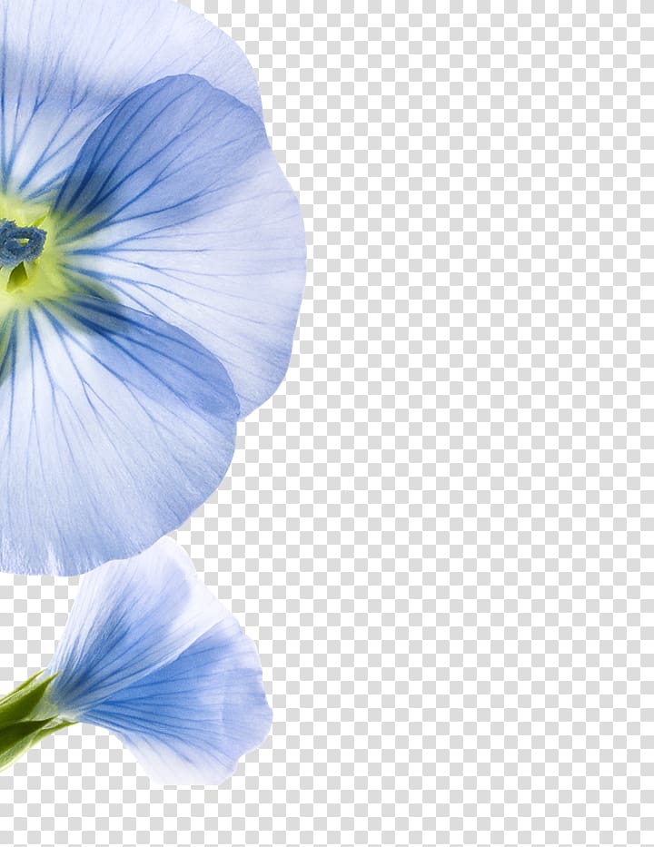 Pansy Professional network service LinkedIn Hair, others transparent background PNG clipart