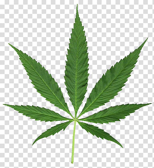 Medical cannabis Cannabis smoking Legalization Hemp, cannabis transparent background PNG clipart