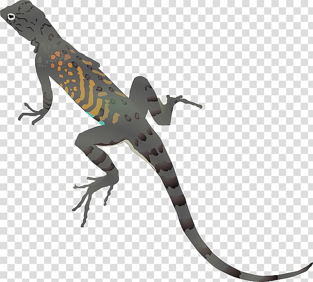 Frilled-neck lizard Chameleons , lizard transparent background PNG clipart