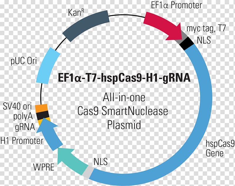 CRISPR Cas9 Plasmid Genome editing Guide RNA, transparent background PNG clipart