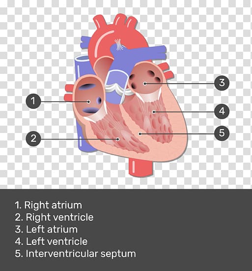 Heart valve Mitral valve Anatomy Pulmonary valve, heart transparent background PNG clipart