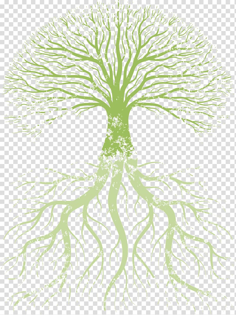 green tree , Family tree Root Tree of life, root transparent background PNG clipart