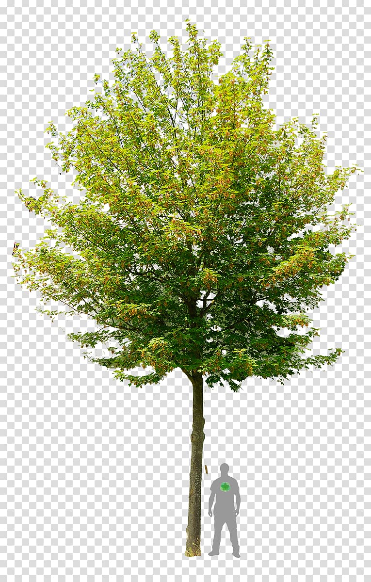 Learn about Trees Northern Red Oak , hawthorn transparent background PNG clipart