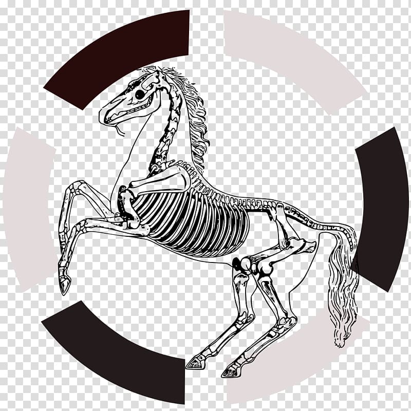 Horse Human skeleton Anatomy Navicular bone, anatomy transparent background PNG clipart