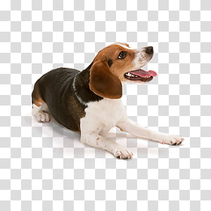 pet transparent background PNG clipart thumbnail