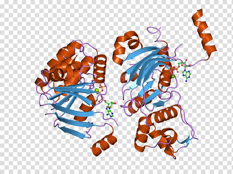 Cystic fibrosis transmembrane conductance regulator ΔF508 Gene Membrane protein Chloride channel, others transparent background PNG clipart