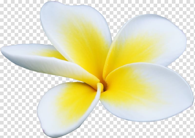Petal Flower Frangipani Yellow, flower transparent background PNG clipart