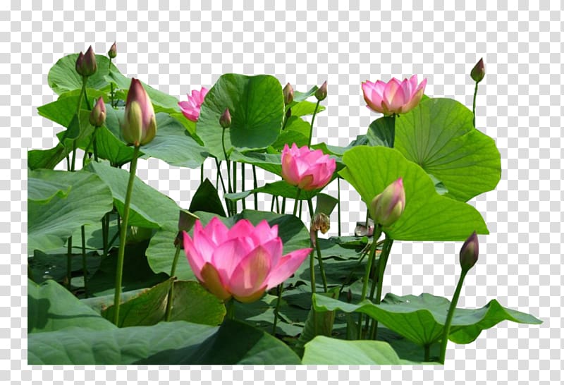 Aquatic Plants Flower Egyptian lotus Proteales Nelumbo nucifera, flamingo transparent background PNG clipart