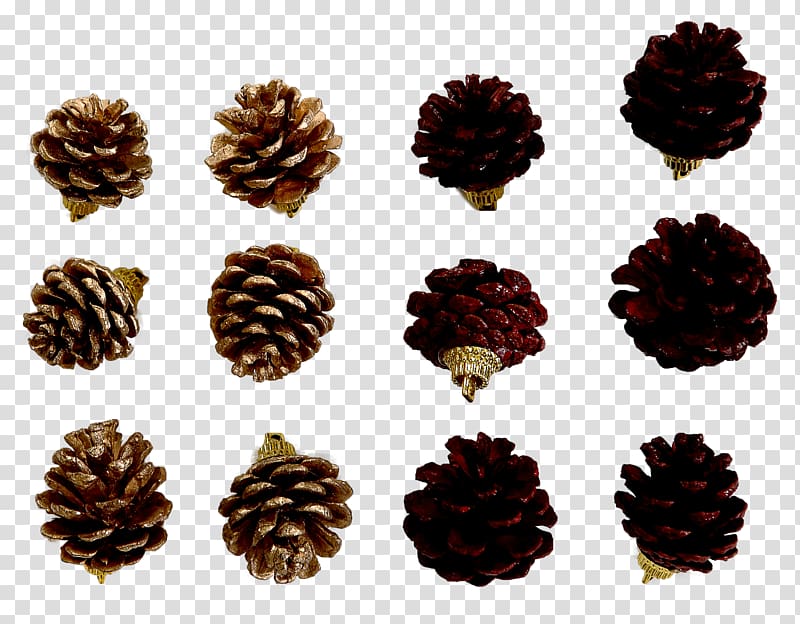 Conifer cone Conifers Rio de Janeiro Banco Pine S.A., Binoculo transparent background PNG clipart