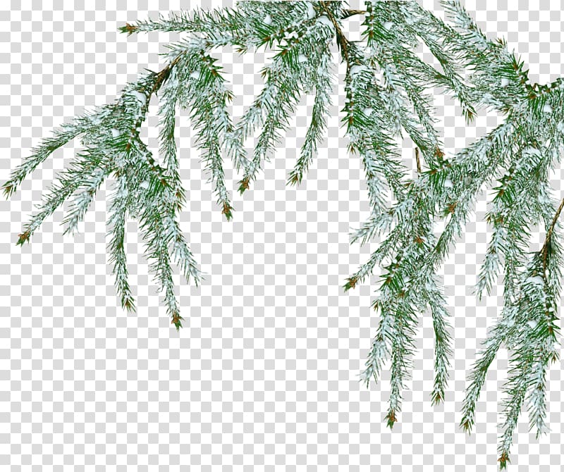 Tree Pine Branch Snow, fir-tree transparent background PNG clipart