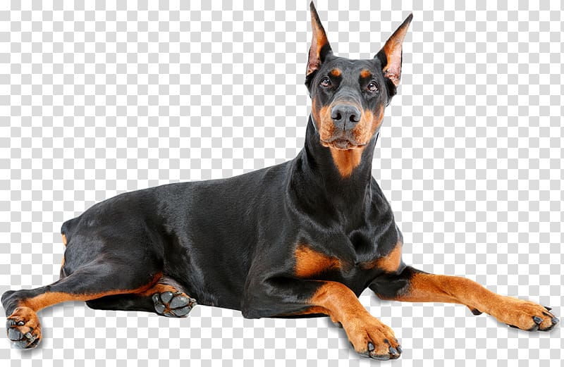 Dobermann Beauceron Puppy Pinscher, dogs transparent background PNG clipart