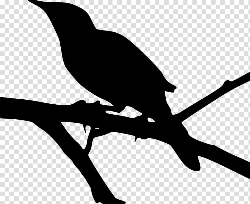 To Kill a Mockingbird Northern mockingbird , tree silouhette transparent background PNG clipart