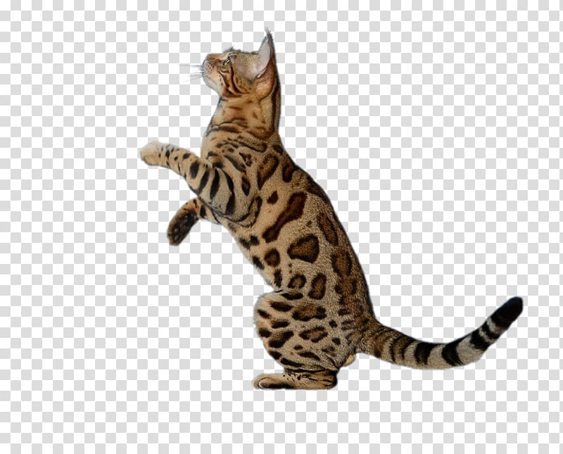 Bengal cat California Spangled Sokoke Toyger Dragon Li, cats transparent background PNG clipart