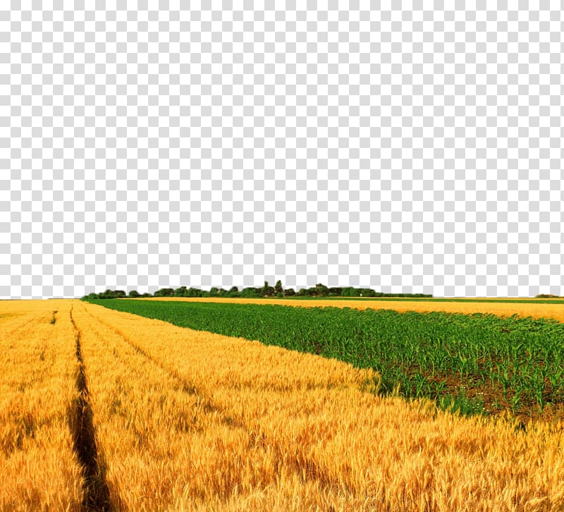Crop Wheat Maize, Field views transparent background PNG clipart