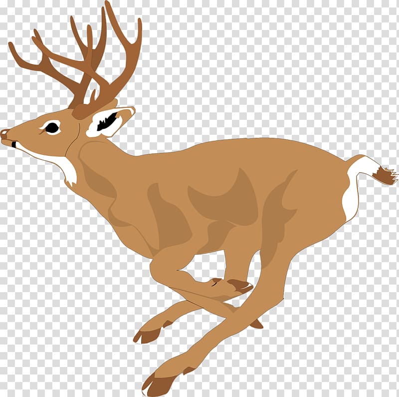 White-tailed deer , Predation of deer transparent background PNG clipart