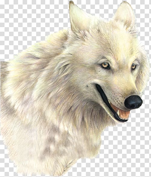 Dog Arctic wolf , A White Wolf transparent background PNG clipart