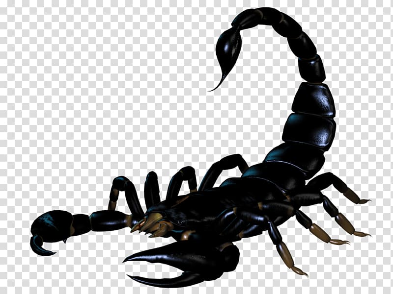 Scorpions transparent background PNG clipart