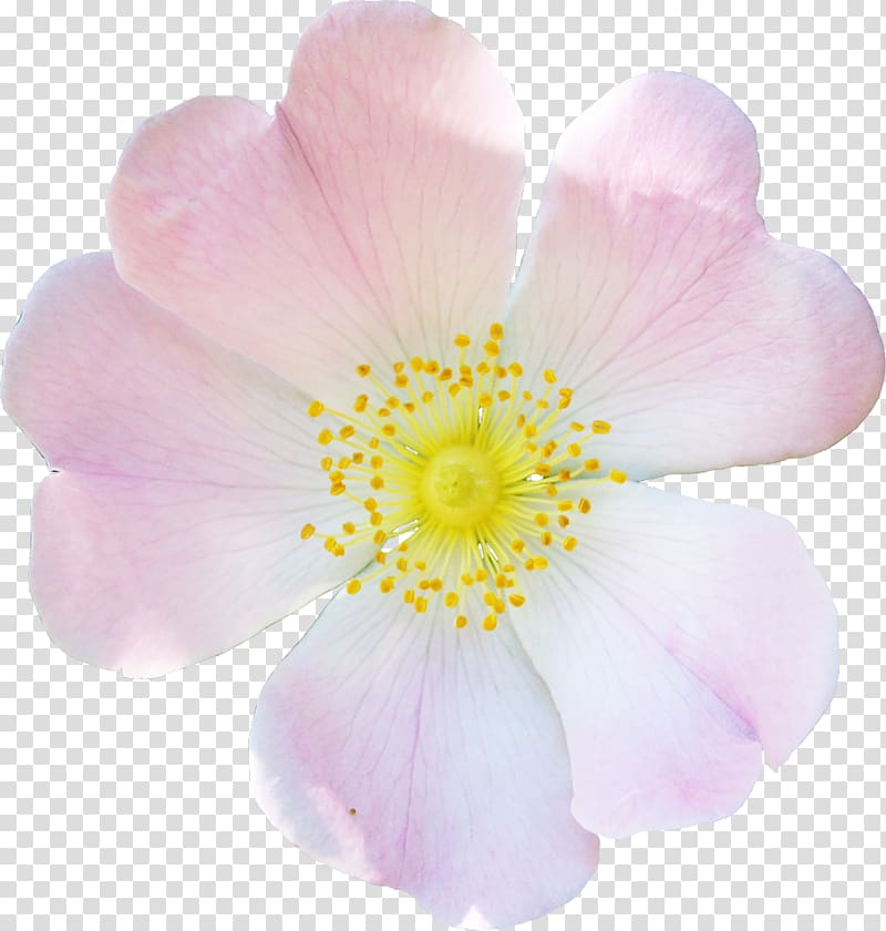 Rosaceae Dog-rose Rosa rubiginosa Flower Petal, wild flowers transparent background PNG clipart