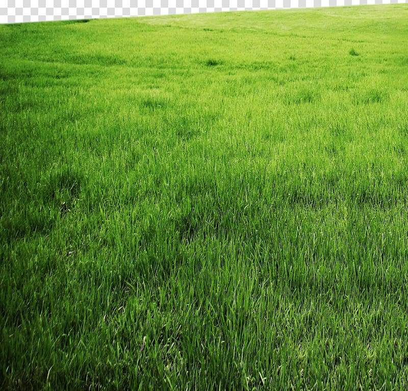 green grass field, Grassland, HD Green 4 transparent background PNG clipart