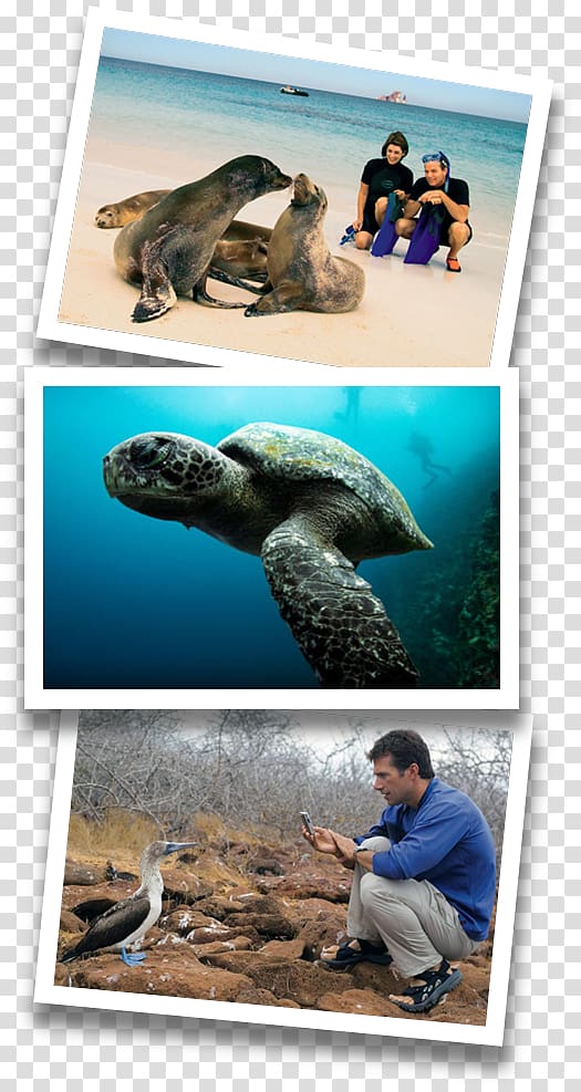 Sea turtle Galápagos Islands Fauna Collage, turtle transparent background PNG clipart